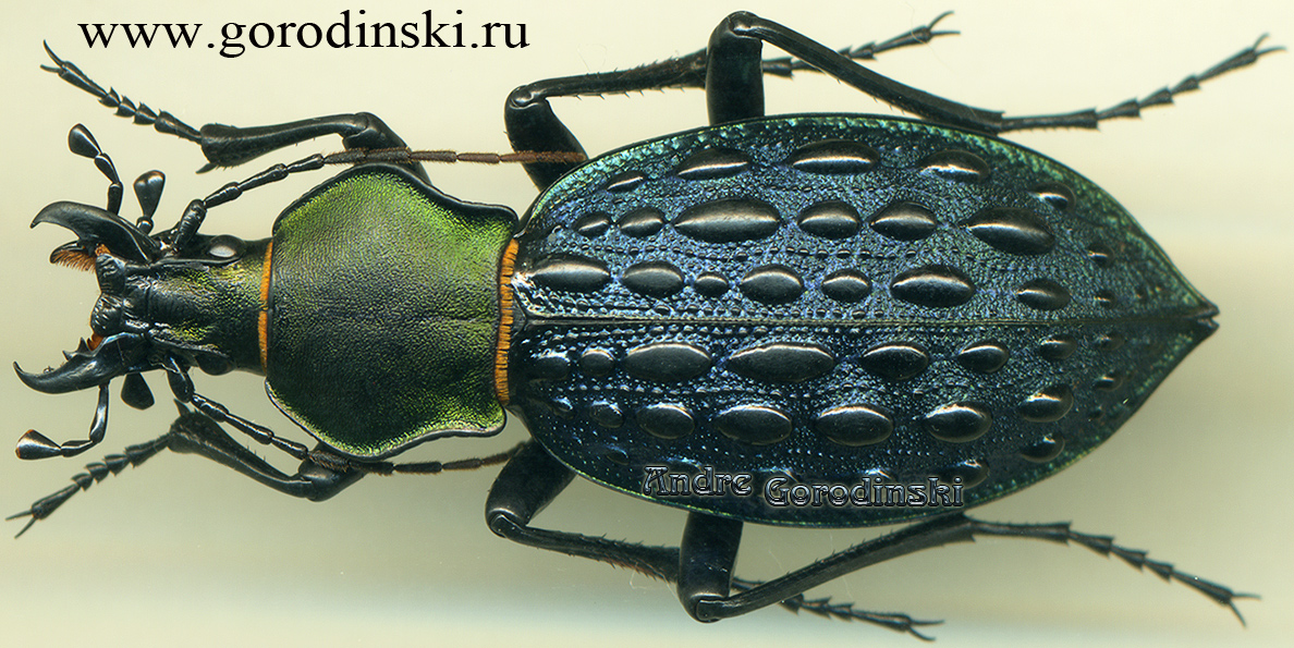 http://www.gorodinski.ru/carabus/Coptolabrus pustulifer katsumii.jpg